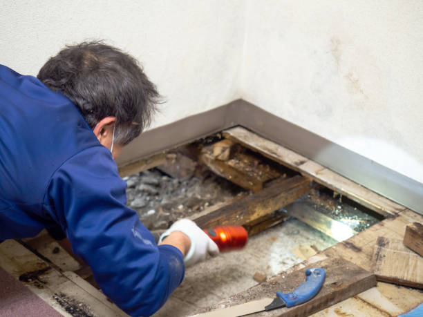 Best Mold Remediation for Specific Building Types in North Lynnwood, WA