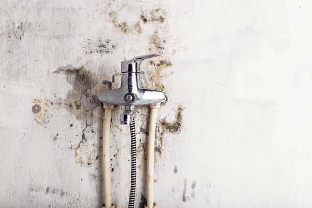Best Emergency Mold Remediation in North Lynnwood, WA