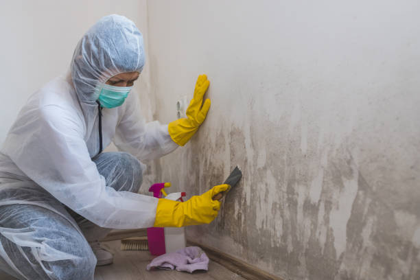 Best Industrial Mold Remediation in North Lynnwood, WA