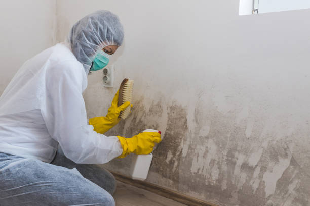 Professional Mold Remediation in North Lynnwood, WA