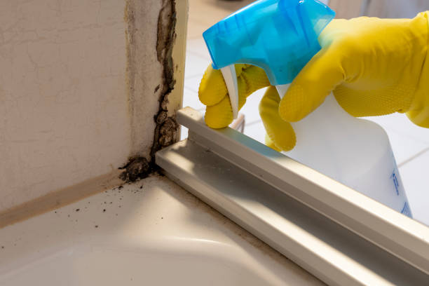 Best Residential Mold Remediation in North Lynnwood, WA