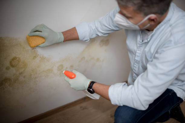 Best Commercial Mold Remediation in North Lynnwood, WA