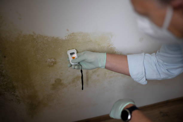 Best Basement Mold Remediation in North Lynnwood, WA