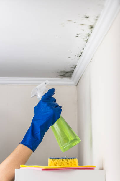 Best Crawl Space Mold Remediation in North Lynnwood, WA